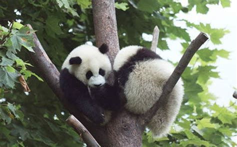 Sichuan Giant Panda Sanctuaries 16 Protected Areas