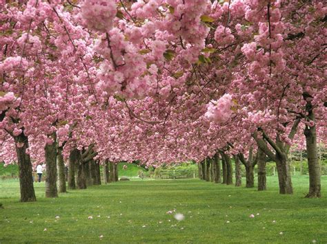 Brooklyn Botanical Garden Cherry Blossom Season Botanical Garden New York