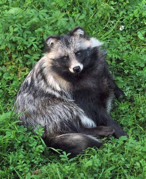 Amnhnyc Meet The Raccoon Dog Nyctereutes Animals Animals Animals