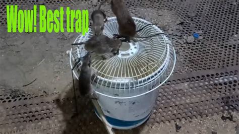 Bucket Mouse Trap Best Mouse Trap DIY Homemade Mouse Trap Mouse Trap YouTube