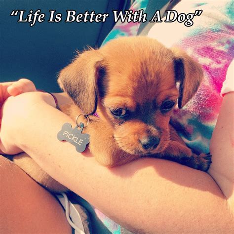 10 Dog Quotes That Will Inspire Any Dog Owner I Heart Pets