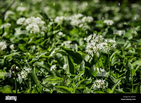Wild Garlic Growing In Woodland West Sussex Uk Stock Photo Alamy