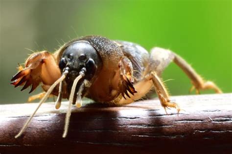 10 Insectos Más Raros Del Mundo Fotos Características Curiosidades