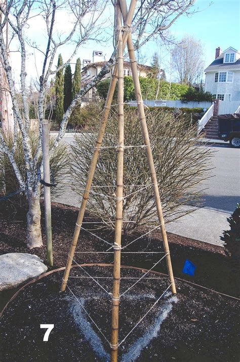 Photo Tutorial For Diy Construction Bamboo Tripod Trellis Bamboo