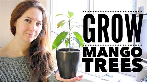 Mango Tree The Ultimate Guide To Growing Mangoes From