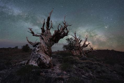 Milky Way Galaxy Behind A Creepy Ancient Bristlecone Pine Trees Stock