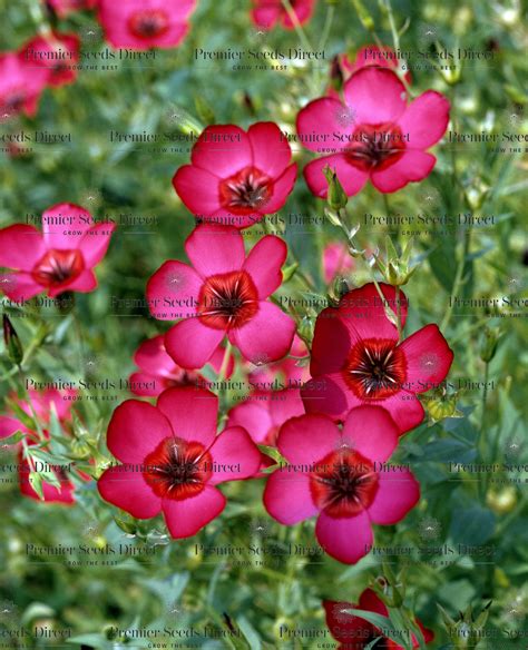 Linum Grandiflorum Rubrum Scarlet Flax Flowers Linum Flax