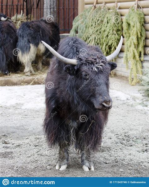 Yak Stock Photo Image Of Wool Bull Hoofed Tibetan 171543746