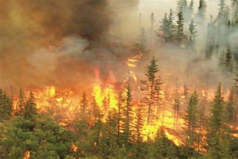 Indonesia memiliki banyak hutan sebagai salah satu sumber kekayaan alamnya. Satu Harapan: Polri: 204 Orang Tersangka Kasus Pembakaran ...