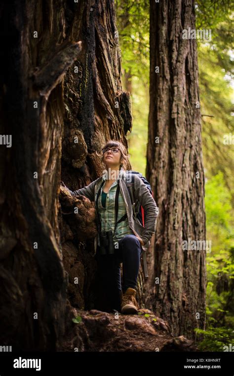 Female Hiker Looking Up While Standing By Tree At Redwood National And
