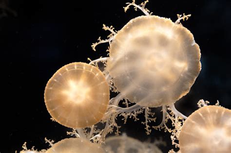 Cassiopea Jellyfish Stock Photo Download Image Now Andromeda