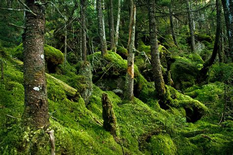 Moss Forest Photograph By Robert Clifford Fine Art America