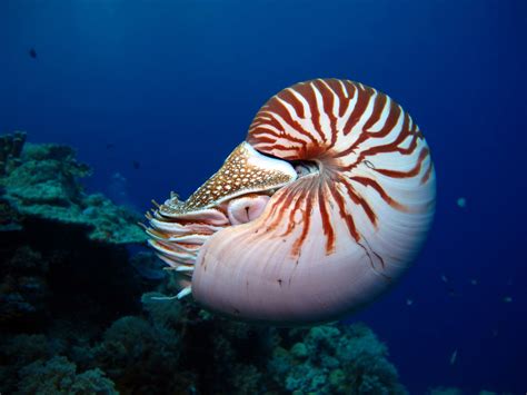 All About The Nautilus The Living Fossil Gage Beasley