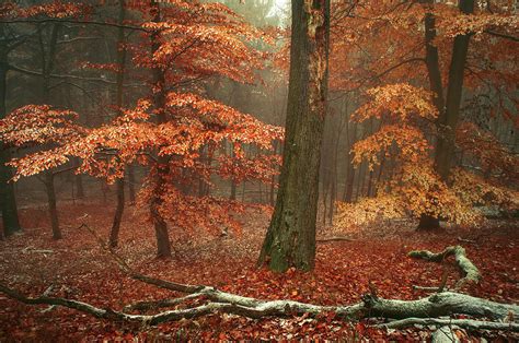 Magic Of Fall Woods Photograph By Jenny Rainbow Pixels