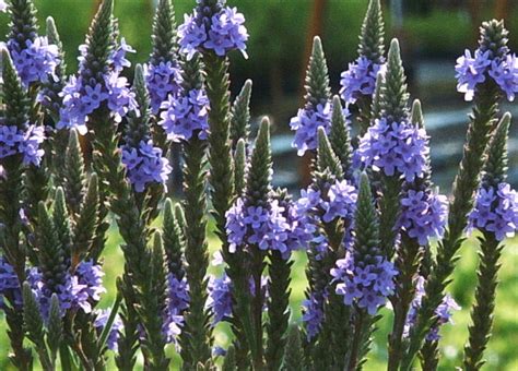 Verbena Hastata Blue Vervain Medium Height Herb Tall With Opposite