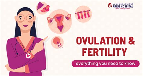 Ovulation And Fertility Everything You Need To Know Best Ivf Hospital In Meerut