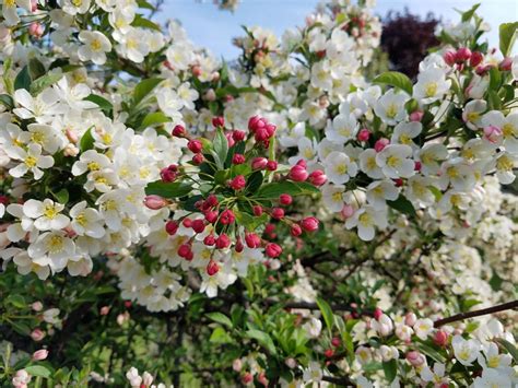 What are the best flowering trees for a small yard? in 2020 | Flowering trees, Flowering ...