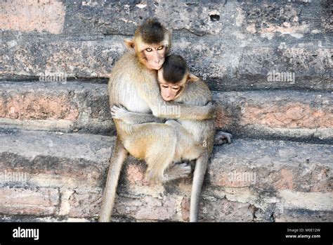 Monkeys Hugging Hi Res Stock Photography And Images Alamy