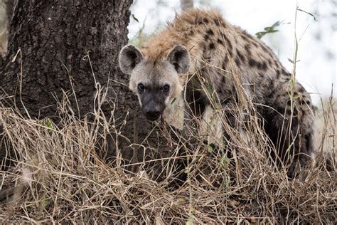 Wild Facts Sabi Sabi Private Game Reserve Spotted Hyena