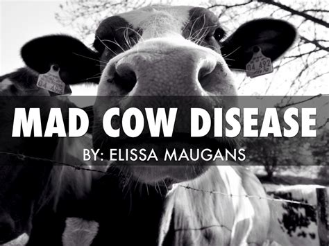 Mad Cow Disease By Elissamaugans