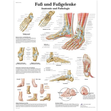 Fuß Und Fußgelenke Anatomie Und Pathologie 1001324 Vr0176l
