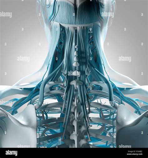 Anatomy Illustration Of Huma Neck And Spine 3d Illustration Stock Photo