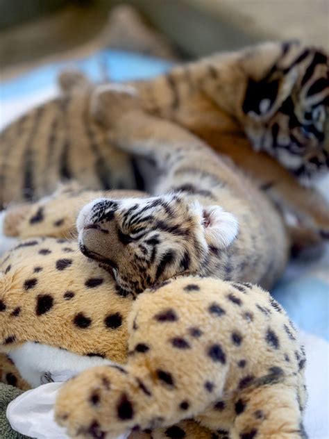 Feeding Time For Cincinnati Zoos Malayan Tiger Cubs Gallery