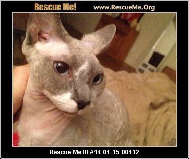 The problem is that they should have hair. Sphynx Blog ― RescueMe.Org