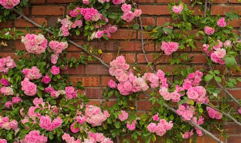 Growing The Whimsical Climbing Rose The Habitat