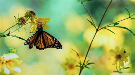 Download Monarch Butterfly On A Yellow Flower Wallpaper