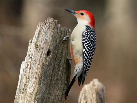 Types Of Woodpeckers In Wisconsin Complete Guide Birdfact