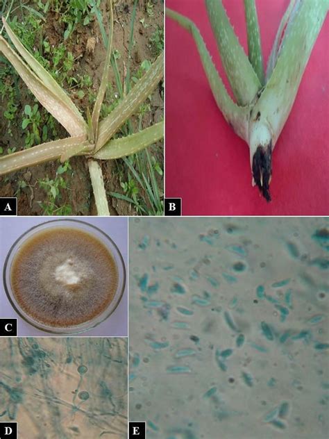 Disease Symptoms On Aloe Vera Leaves And Roots Caused By Fusarium