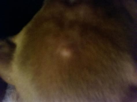 Bump On My Boxers Head Boxer Forum Boxer Breed Dog Forums