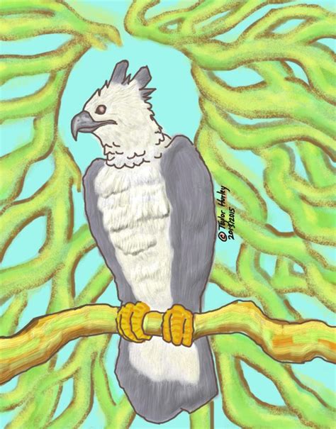 Harpy Eagle Humanoid Sketch Illustration Harpy Eagle