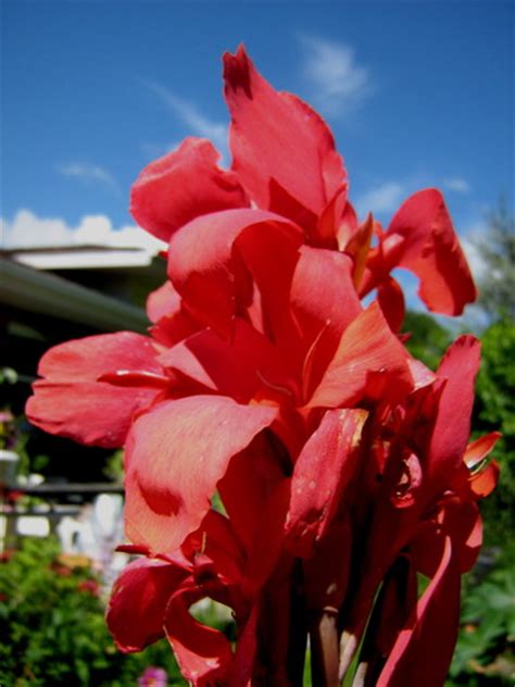 400 x 400 jpeg 50 кб. Scarlet Dwarf Canna Lily : Grows on You