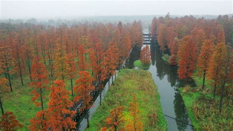 Colorful Water Forest In Shanghai Cgtn