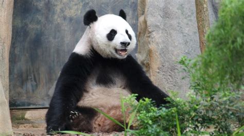 Worlds Oldest Panda In Captivity 38 Year Old Jia Jia Dies