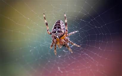 Spider Spinnennetz Hintergrundbilder Wallhere 4k Desktop Wallpapers