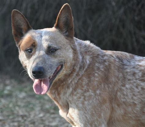 A Guide To Australian Cattle Dog Coat Colors Pethelpful
