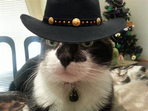 Our Monday Miracle Is Tuxie Who Lost His Ears But Looks Great In Hats Catster