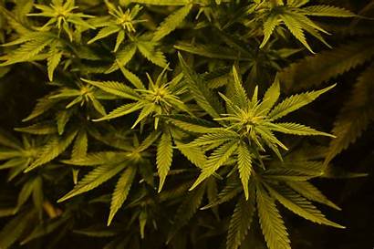 Weed Wallpapers Plants 420 Desktop Marijuana Kush