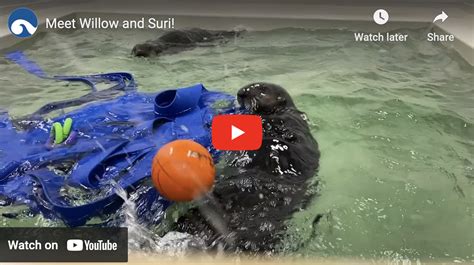 Rescued Sea Otters Willow and Suri Have a Ball — The Daily Otter