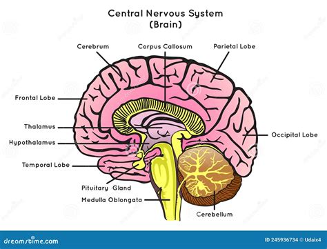 Human Brain Anatomy Sagittal Section Infographic Diagram Stock Photo