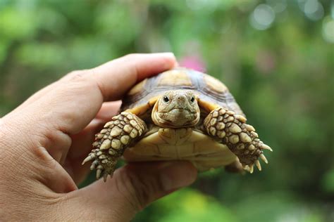 Tiny Cute Turtle Raww