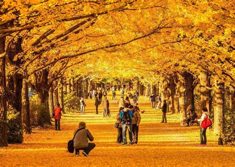 Fall Colors In Japan 2021 Best 8 Spots To See Japanese Maple Leaves