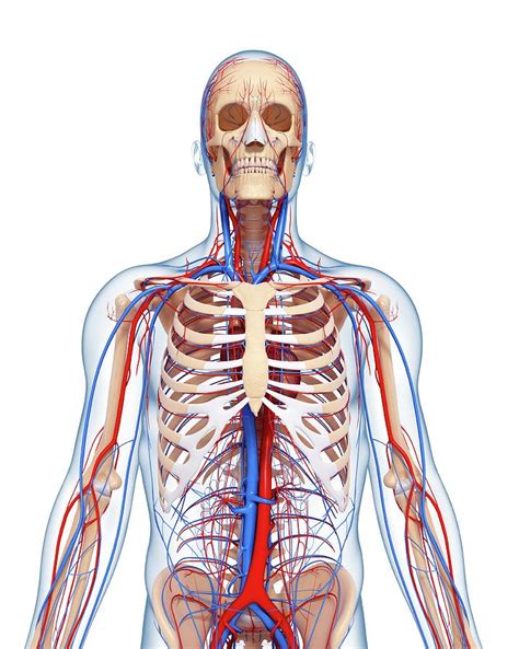 Upper Body Anatomy Diagram