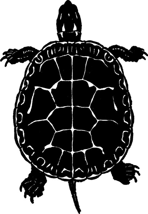 Public Domain Turtle Image Silhouette The Graphics Fairy