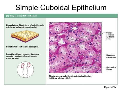 Epithelium Cellstissues And Histology