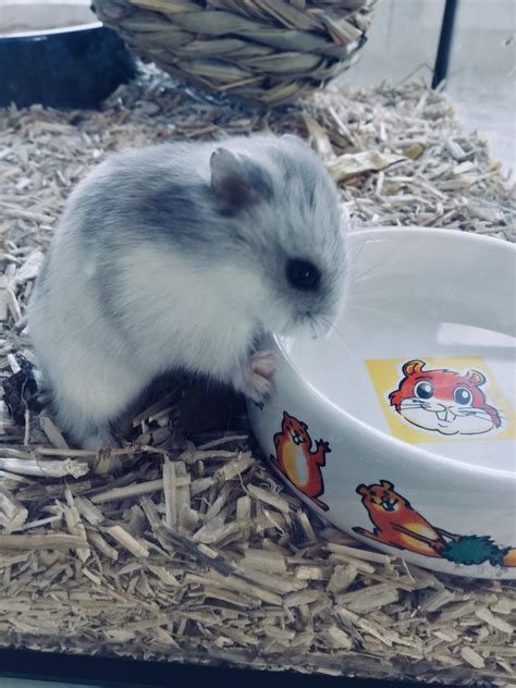 Pippo In His Natural Habitat Hamsters