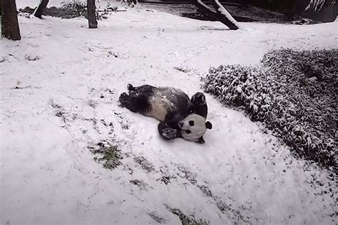 National Zoos Giant Pandas Roll Around And Slide In The Snow